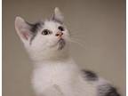 Hondo Domestic Shorthair Kitten Male