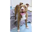 Chloe American Pit Bull Terrier Adult Female