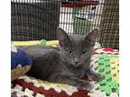 Blueberry Domestic Shorthair Kitten Female