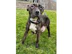 Addie American Staffordshire Terrier Adult Female