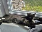 Shadow Domestic Shorthair Kitten Female