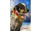 Luna (D23-189) Australian Cattle Dog Puppy Female