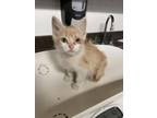 Cookie Monster Domestic Shorthair Kitten Male