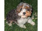 Roulette Cavapoo Puppy Male