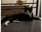 Billy Domestic Shorthair Young Male