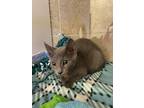 Tinsel Domestic Shorthair Young Female