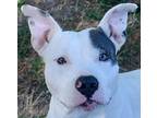Chyna American Pit Bull Terrier Adult Female