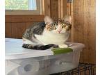 Maggie Domestic Shorthair Kitten Female