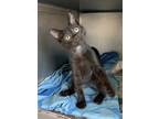 Azul Domestic Shorthair Young Male