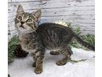 Dawson Domestic Shorthair Kitten Male