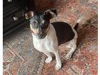 Dino in Cleveland Jack Russell Terrier Puppy Male