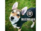 Maximilian Boogio Collie Puppy Male
