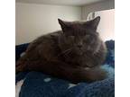 Juliette Domestic Shorthair Senior Female