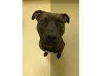 Zaza American Pit Bull Terrier Adult Female