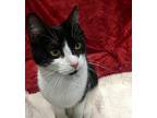 Olivia Domestic Shorthair Young Female