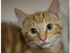 Giorgio Domestic Shorthair Kitten Male