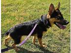 Jarvis (1yr) German Shepherd Dog Young Male