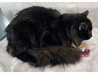 Khai Domestic Longhair Young Male