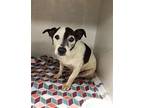 Cream Corn Jack Russell Terrier Female