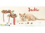 Jackie Domestic Shorthair Young Female