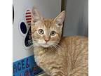 Everman Domestic Shorthair Kitten Male