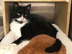 Bucky Domestic Shorthair Young Female