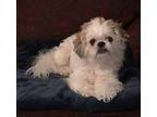 Oliver Shih Tzu Adult Male