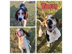 Elvis Treeing Walker Coonhound Adult Male