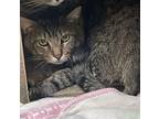 Zimba Domestic Shorthair Adult Male