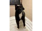 Bootsie Domestic Shorthair Adult Male