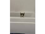 Dolores Domestic Shorthair Young Female