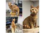 Nan Domestic Shorthair Kitten Female