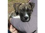 Buster 38866 Boxer Puppy Male