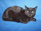 K-Meade-Davey Domestic Shorthair Young Male