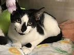 Jinx Domestic Shorthair Kitten Male