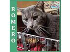 ROMERO Domestic Shorthair Female