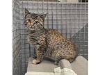 Noel Domestic Shorthair Kitten Female