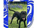 Bentley Pointer Young Male