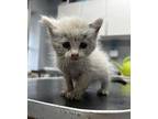 Aspen Domestic Shorthair Kitten Female