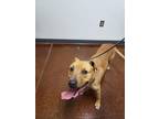 54914112 Mixed Breed (Large) Adult Male