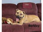 Berkley American Pit Bull Terrier Adult Male
