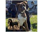 Whiskey Boxer Puppy Male