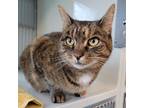 Moof 34065-c Domestic Shorthair Adult Female