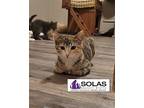 Lina - TW Domestic Shorthair Kitten Female