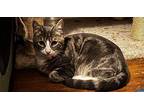 Jasper Domestic Shorthair Young Male