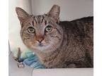 Tabby Girl Domestic Shorthair Adult Female