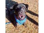 Star Labrador Retriever Senior Female