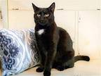 MADAM MIDNIGHT Domestic Shorthair Adult Female