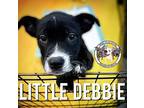 Little Debbie Puppy Female