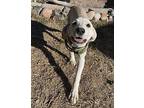 Ghost Great Pyrenees Puppy Male